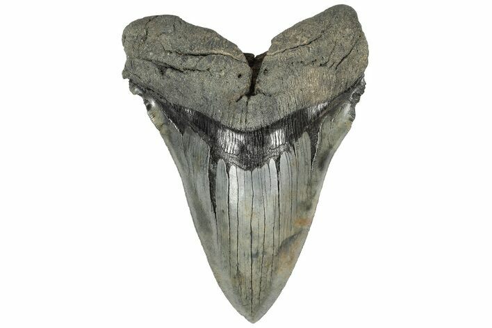 Huge, Fossil Megalodon Tooth - Sharp Serrations #203031